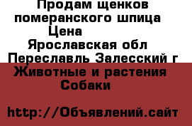 Продам щенков померанского шпица › Цена ­ 15 000 - Ярославская обл., Переславль-Залесский г. Животные и растения » Собаки   